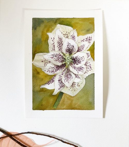 "The lighter one" white hellebore original mini painting