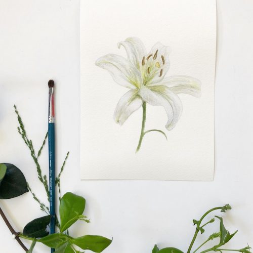 "Content" white lily flower original mini painting